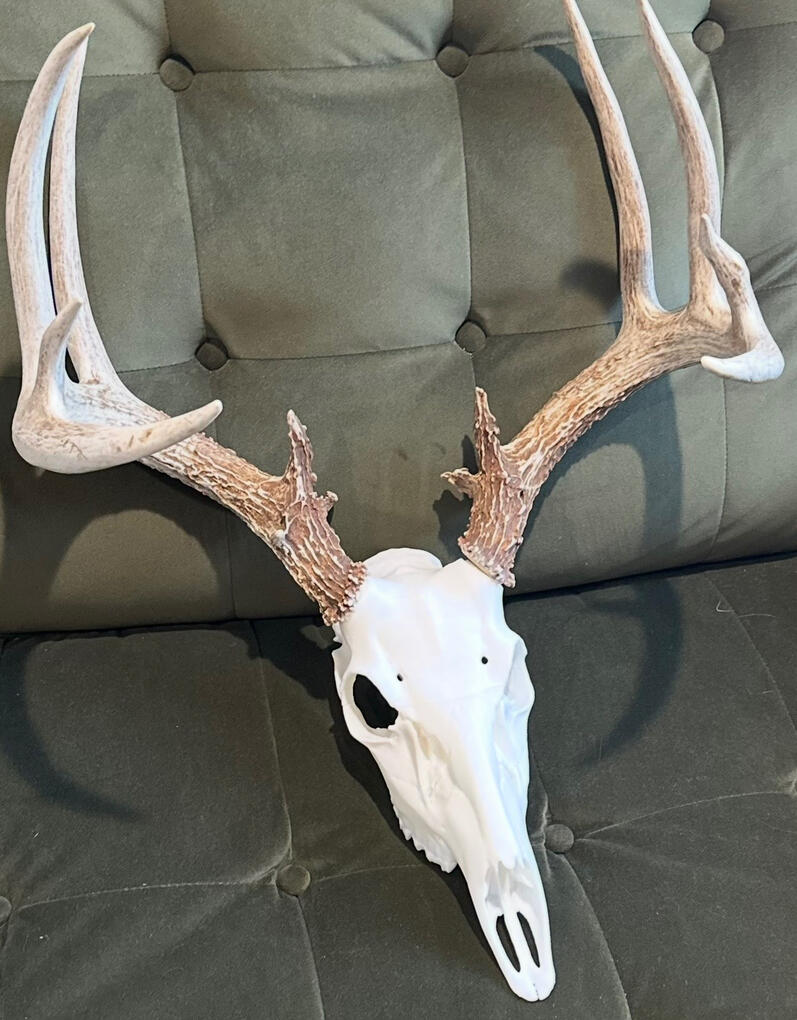 (Antlers not included)